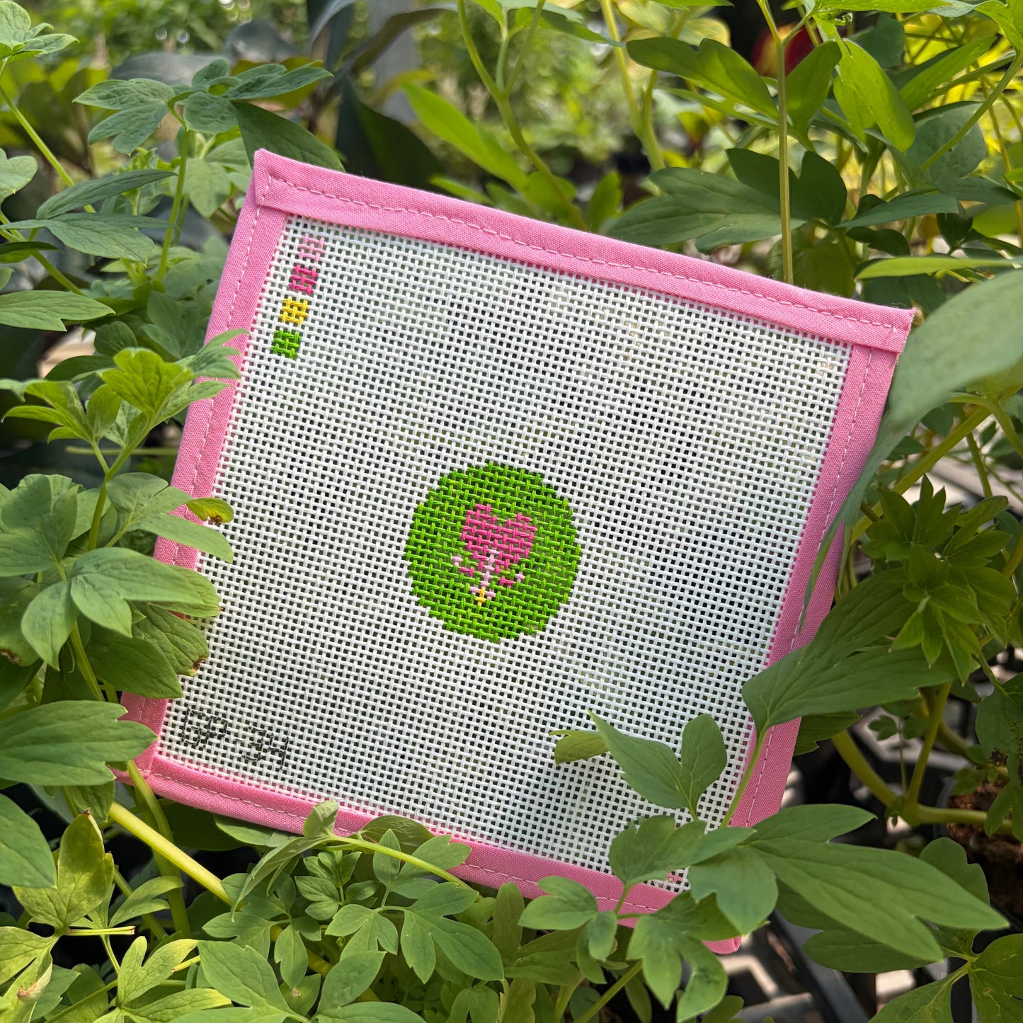 Bleeding Heart Mini